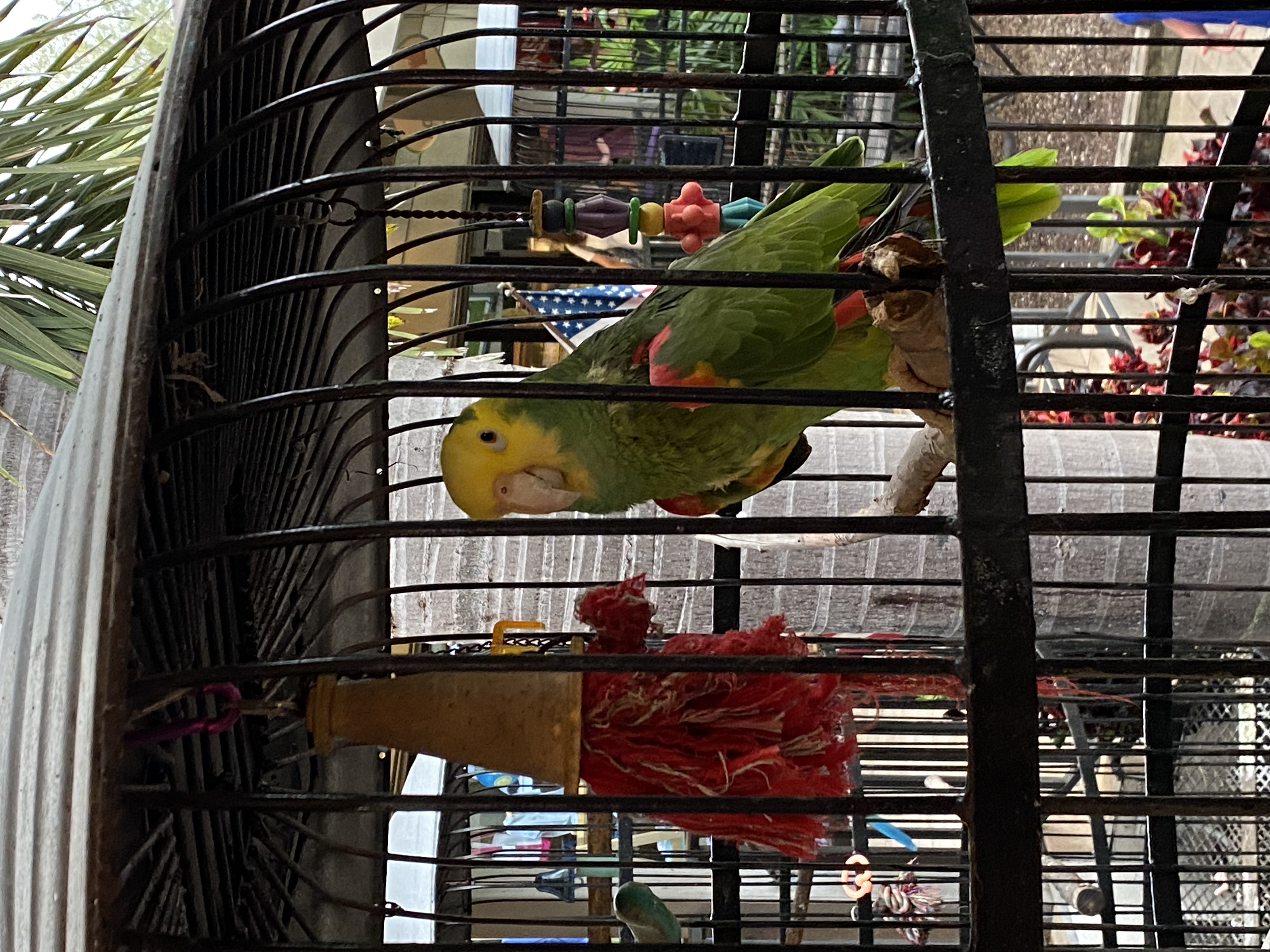 Jerry's Market parrot